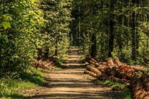 LERMaB – Forests, a natural resource