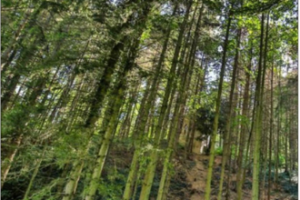 LERMaB – RésiNoeud : le pouvoir anti-âge du bois bientôt en flacon