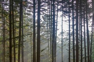 Colloque ANR « Arbre, forêt, bois et sociétés » les 30 et 31 mars 2021 : un événement en ligne