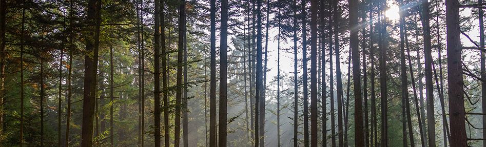 You are currently viewing Colloque ANR « Arbre, forêt, bois et sociétés » les 30 et 31 mars 2021 : un événement en ligne