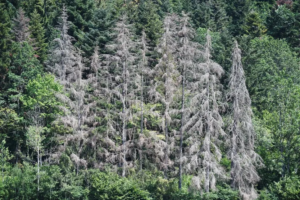 LRGP – The Vosges spruce facing the drought