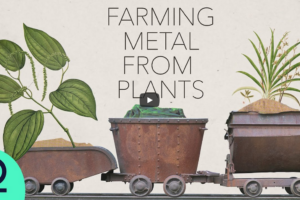 [Documentaire] Les plantes pourraient-elles aider à résoudre notre dépendance à l’égard des métaux ?