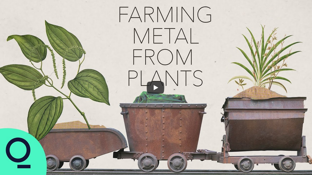 You are currently viewing [Documentaire] Les plantes pourraient-elles aider à résoudre notre dépendance à l’égard des métaux ?