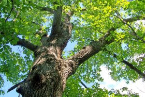 Food supplements: a way to add value to oak bark
