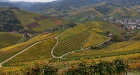 Alsace : le dérèglement climatique est déjà très visible