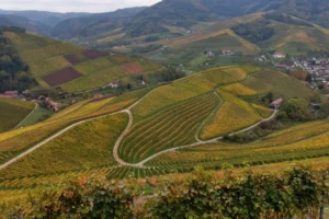 Alsace: climate change is already very visible