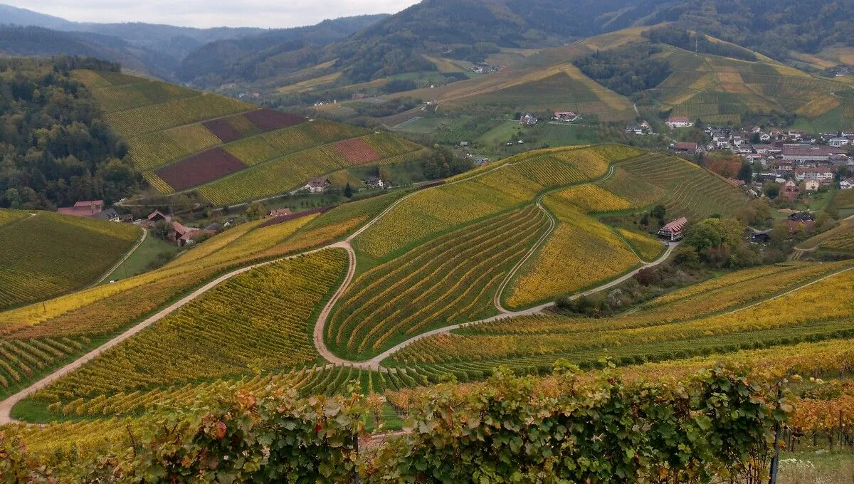 You are currently viewing Alsace: climate change is already very visible