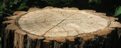 Cooperation adds value to bark