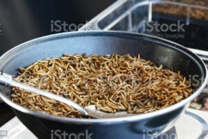 LRGP – Insects on the plate: EntoInnov receives European support