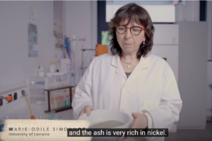 Plants could one day provide nickel for your electric vehicle battery