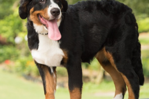 [VIDÉO] – Chiens et chats : leurs poils sont une mine d’or !