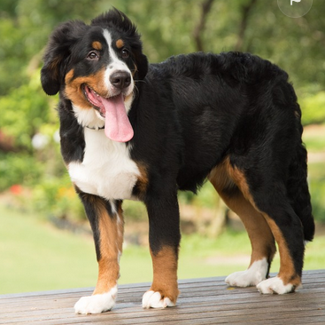 You are currently viewing [VIDEO] – Dogs and cats: their hair is a goldmine!