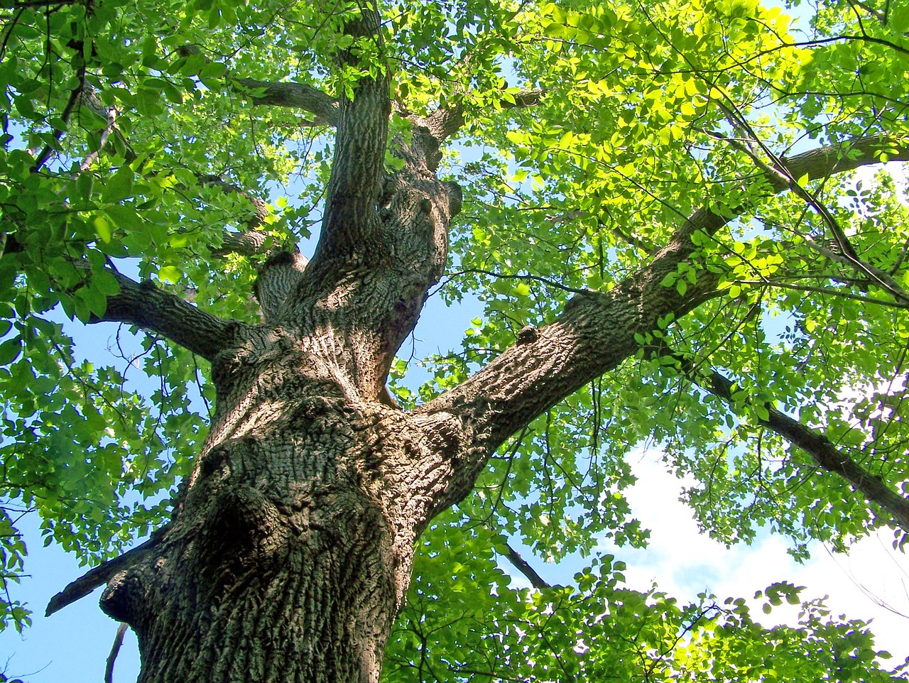 You are currently viewing Food supplements: a way to add value to oak bark