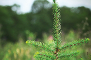 Avis d’expert.es : Brûler du résineux tu peux, si tu maîtrises le feu