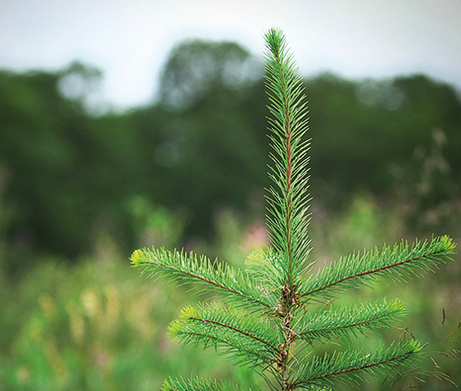 You are currently viewing Expert opinion: You can burn softwood if you know how to handle it