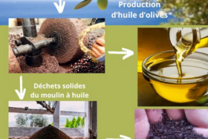 The olive oil industry in the Mediterranean region: from waste to resource!