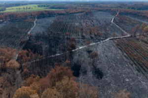Zombie fires in Gironde: “These underground fires are going to multiply”.