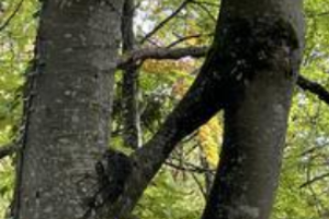 The secret of square and bridge trees