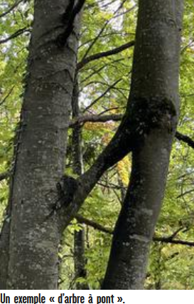 You are currently viewing The secret of square and bridge trees