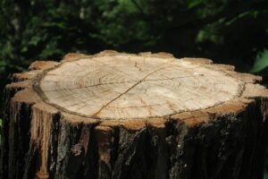 Cooperation adds value to bark