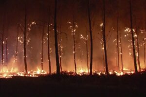 Fire: do you know about zombie fires?