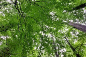 “Anti-stress molecules are released”: In the Vosges, when the forest heals