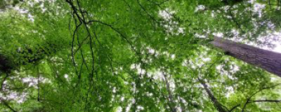 « Des molécules antistress sont générées » : dans les Vosges, quand la forêt soigne