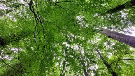 You are currently viewing “Anti-stress molecules are released”: In the Vosges, when the forest heals